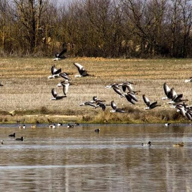 Villafáfila lagoons, nature reserve near Manganeses